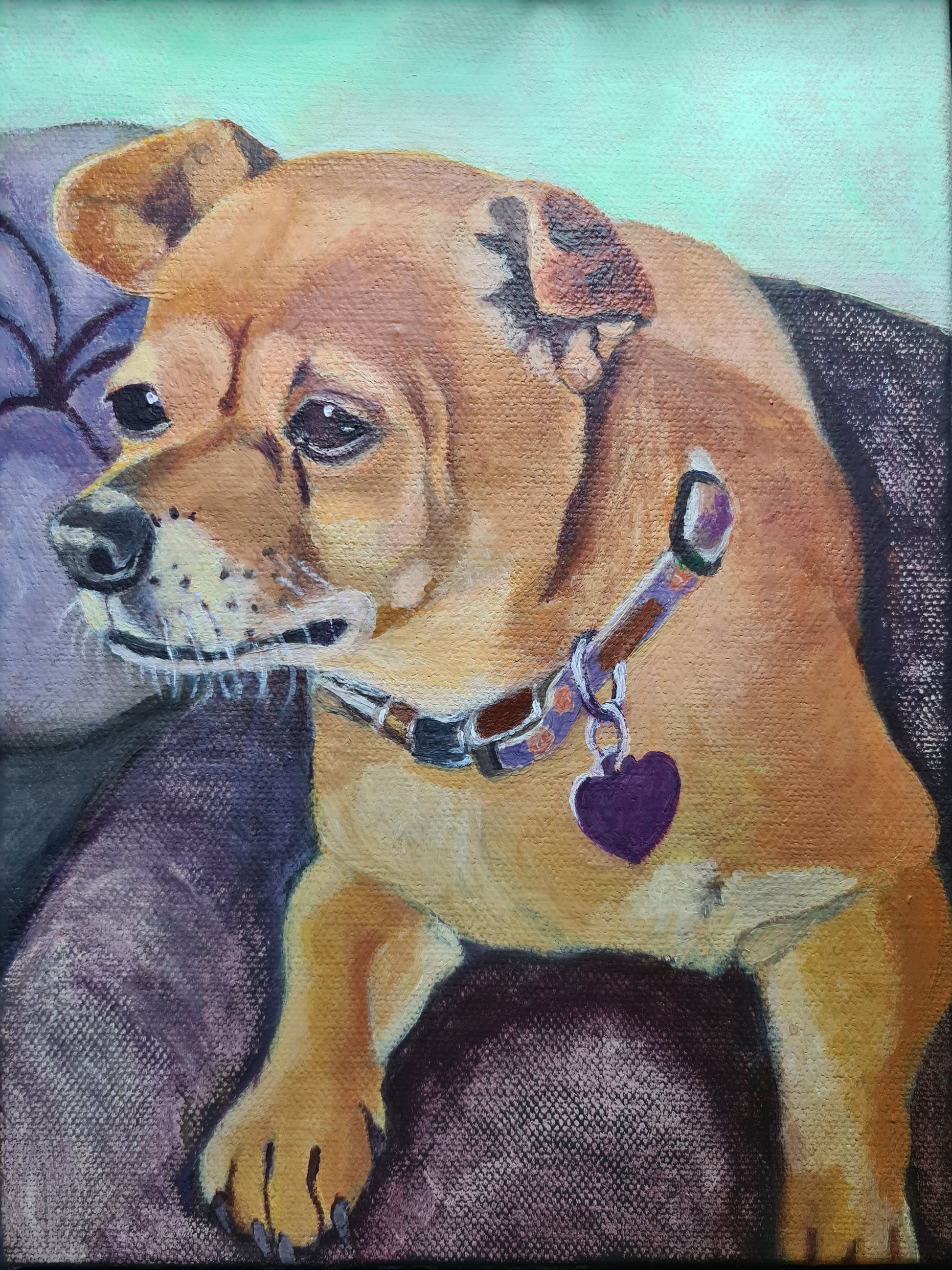 Chihuahua (Mia) image 1