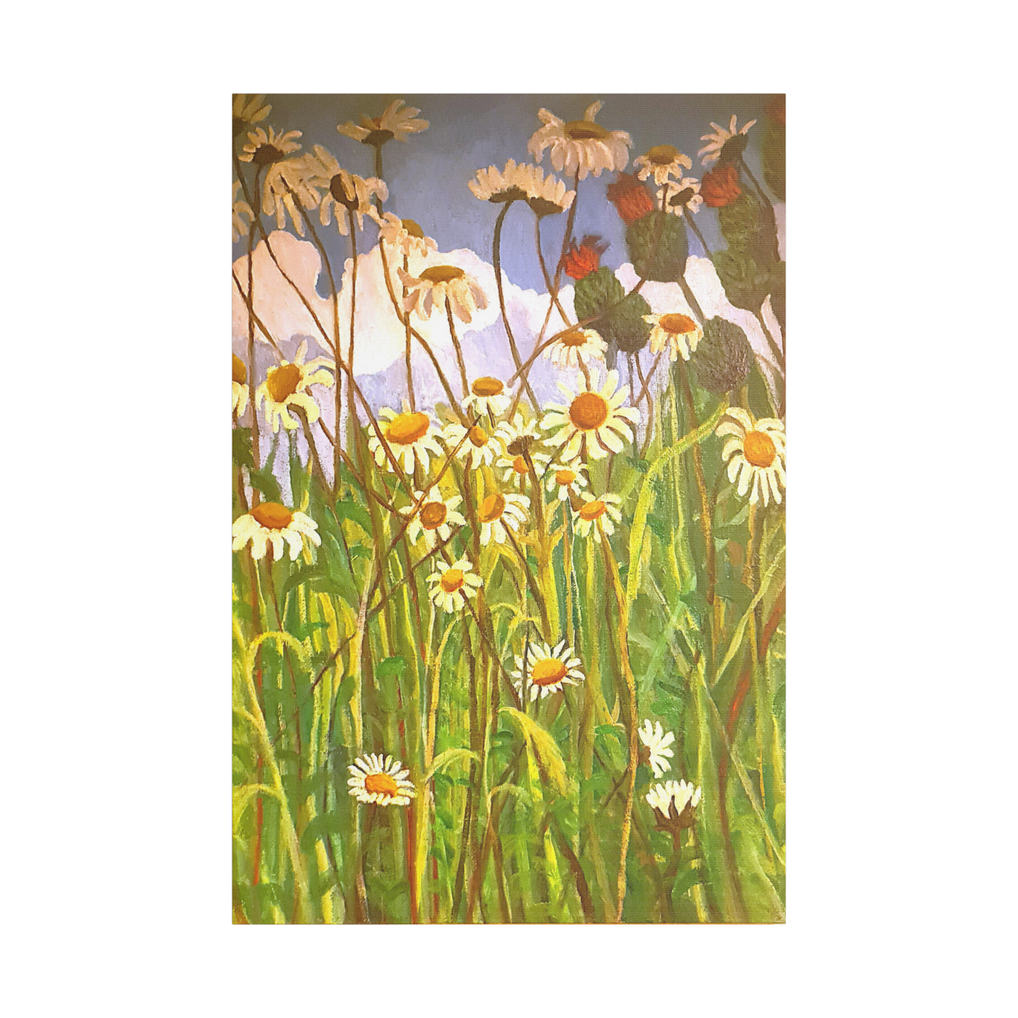 Giant Daisies