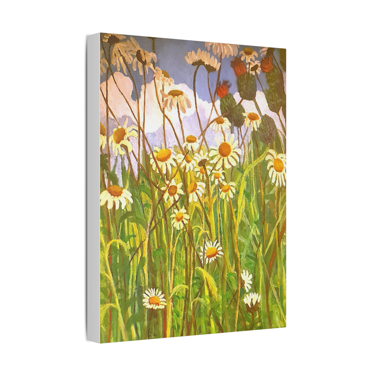 Giant Daisies