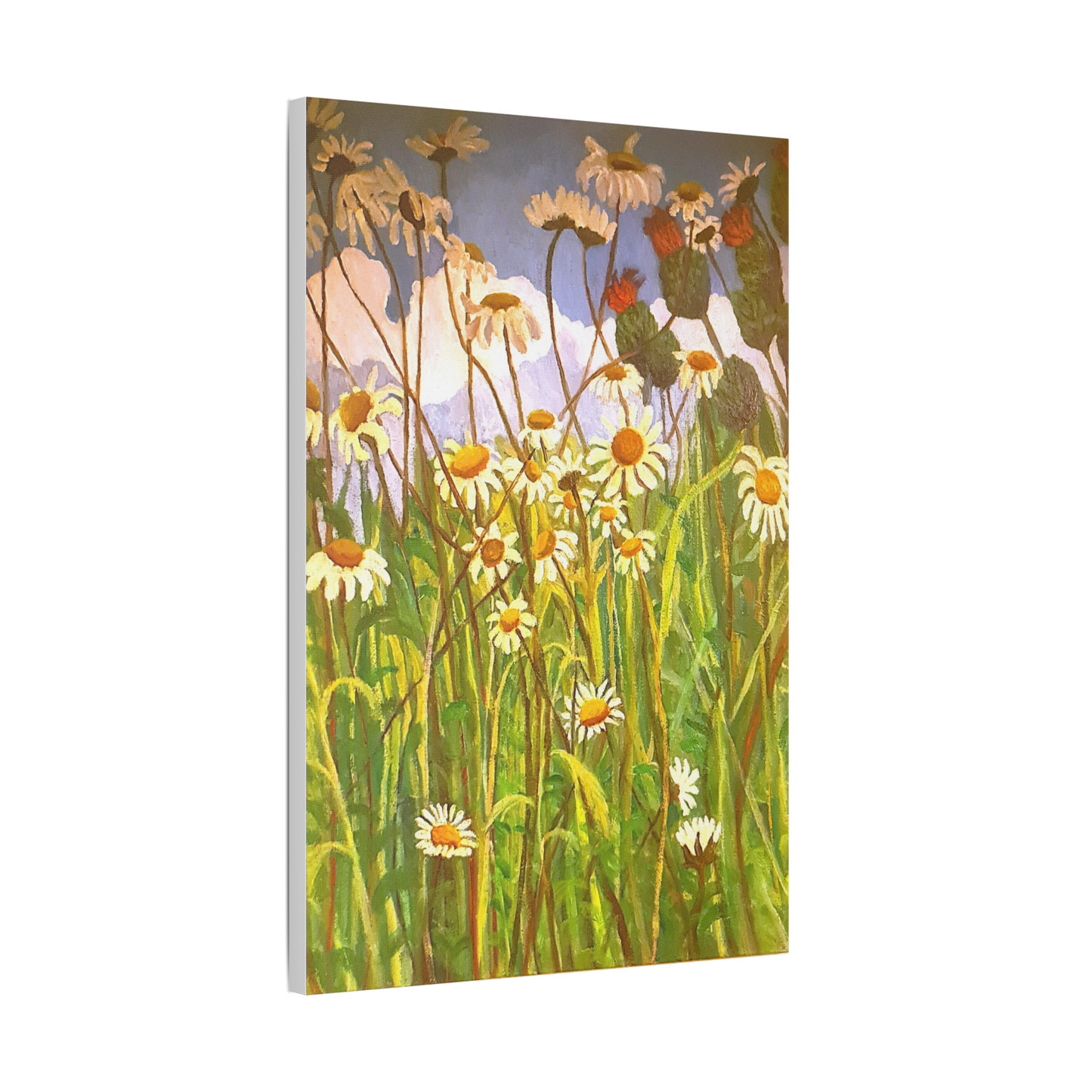 Giant Daisies