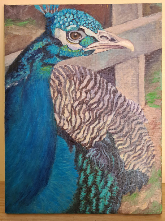 Handsome Peacock image 1