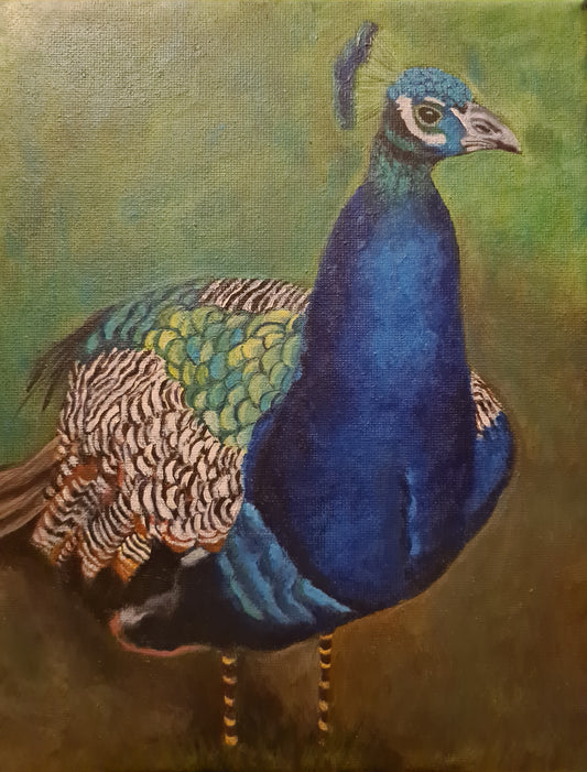 Inquisitive Peacock image 0