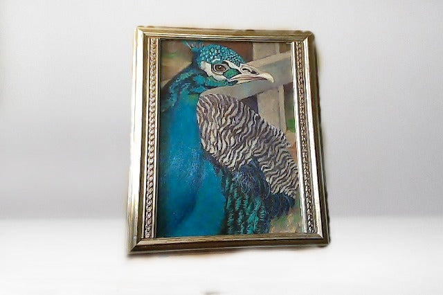 Handsome Peacock image 0