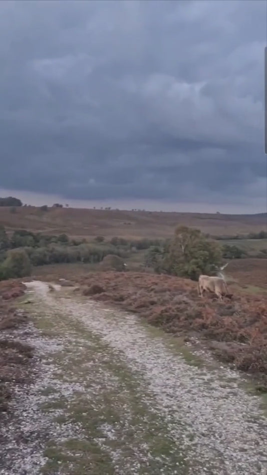 New Forest Path, Original